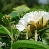 10 White CHRISTMAS VINE Turbina Flower Rivea Ipomoea Corymbosa Seeds