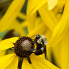 100 YELLOW CONEFLOWER Ratibida Pinnata Flower Seeds