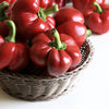 100 PIMENTO PEPPER (Red Sweet Pimientio / Italianelle / Cheese, Roasting, Frying Pepper) Capsicum Annuum Seeds