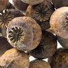 1000 POPPY " THE GIANT " Papaver Giganteum Pink & Purple Huge Pods Flower Seeds