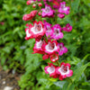 10 SCARLET PENSTEMON Hartwegii Beardtongue Red & White Flower Seeds