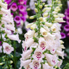 Seeds Mixed Foxglove Seeds – Digitalis Purpurea Flower – photo 10