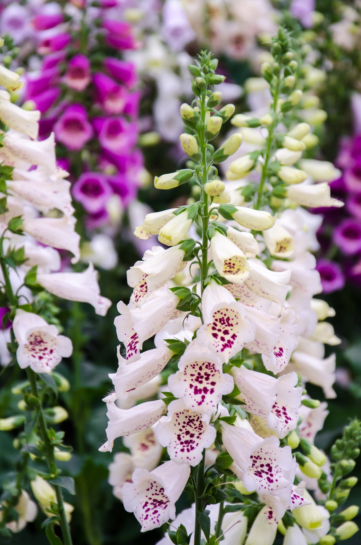 Seeds Mixed Foxglove Seeds – Digitalis Purpurea Flower – photo 10