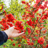 Red Flowering Dwarf Quince Seeds – Shrub Fruit Chaenomeles Japonica Scarlet – photo 8