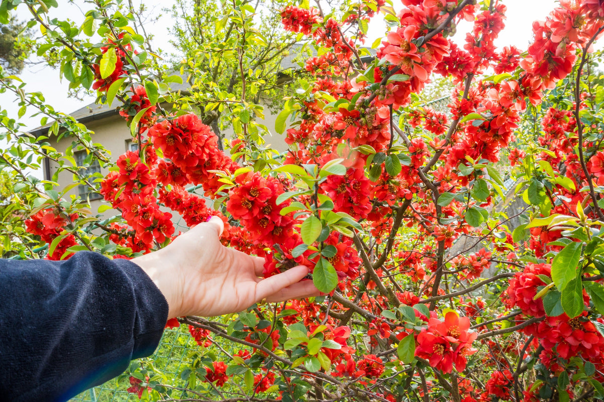 Red Flowering Dwarf Quince Seeds – Shrub Fruit Chaenomeles Japonica Scarlet – photo 8