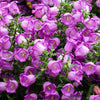 Mixed Colors Cup & Saucer (Canterbury Bells) Campanula Medium Flower Seeds – photo 4