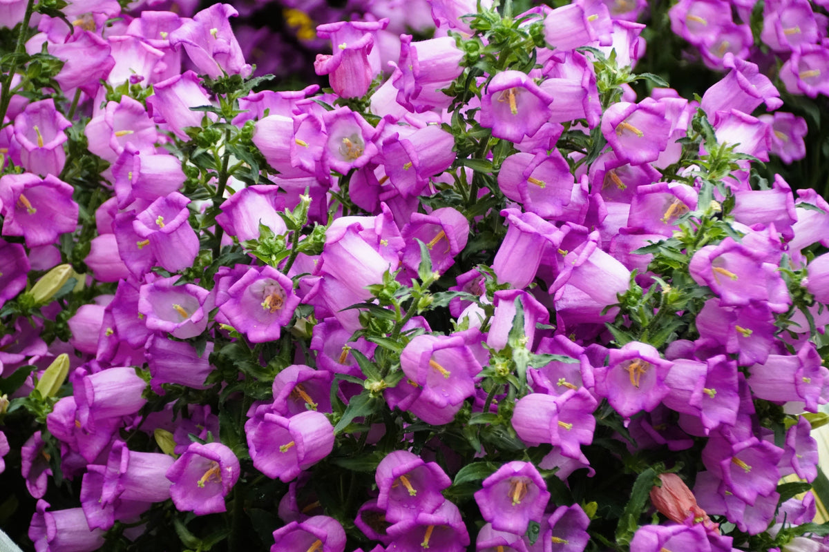 Mixed Colors Cup & Saucer (Canterbury Bells) Campanula Medium Flower Seeds – photo 4