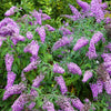 Mixed Colors Butterfly Bush Buddleja Davidii Flower Shrub Seeds – photo 2