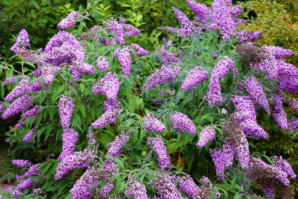 Mixed Colors Butterfly Bush Buddleja Davidii Flower Shrub Seeds – photo 2