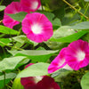 50 SCARLET O'Hara MORNING GLORY Red Ipomoea Nil Flower Vine Seeds