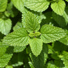 25 Orange MANDARINA BALM Mandarin Lemon Balm Melissa Officinalis Herb Seeds