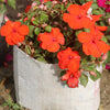 50 DWARF ORANGE IMPATIENS Walleriana Part Sun or Full Shade Flower Seeds