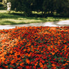 50 DWARF ORANGE IMPATIENS Walleriana Part Sun or Full Shade Flower Seeds
