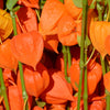100 CHINESE LANTERN (Winter or Ground Cherry / Japanese Lantern) Physalis Alkekengi Flower Seeds