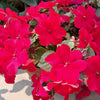 50 DWARF RED IMPATIENS Scarlet Walleriana Part Sun or Full Shade Flower Seeds