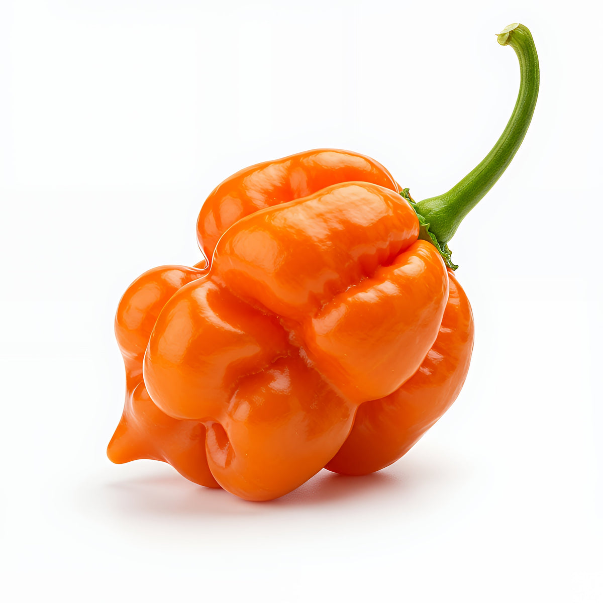 Orange Scotch Bonnet Pepper Seeds – very hot Jamaican Capsicum Chinense Vegetable