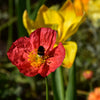 Iceland Poppy Mix Seeds – Papaver Nudicaule Mixed Colors Flower – photo 3