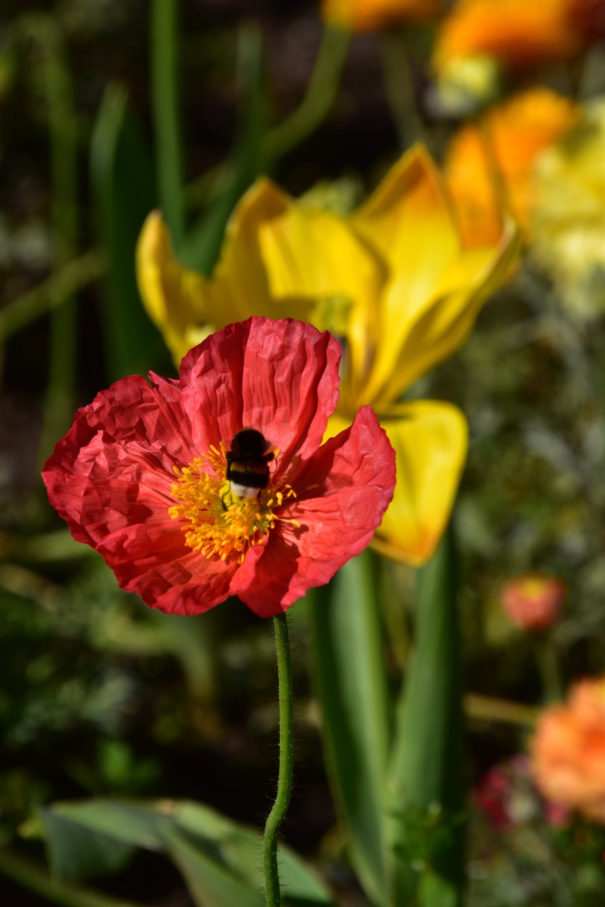 Iceland Poppy Mix Seeds – Papaver Nudicaule Mixed Colors Flower – photo 3
