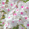 100 PHLOX OF SHEEP Pastel Mix Phlox Drummondii Multicolor Flower Seeds