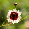 30 INCREDIBLE SWIRL COREOPSIS White & Burgundy Red Tickseed Flower Seeds