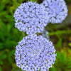 Organic Blue Lace Flower Seeds