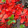 Red Flowering Dwarf Quince Seeds – Shrub Fruit Chaenomeles Japonica Scarlet – photo 10