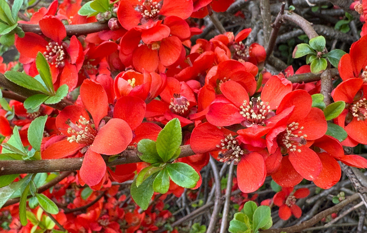 Red Flowering Dwarf Quince Seeds – Shrub Fruit Chaenomeles Japonica Scarlet – photo 10
