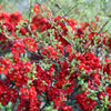 Red Flowering Dwarf Quince Seeds – Shrub Fruit Chaenomeles Japonica Scarlet – photo 13
