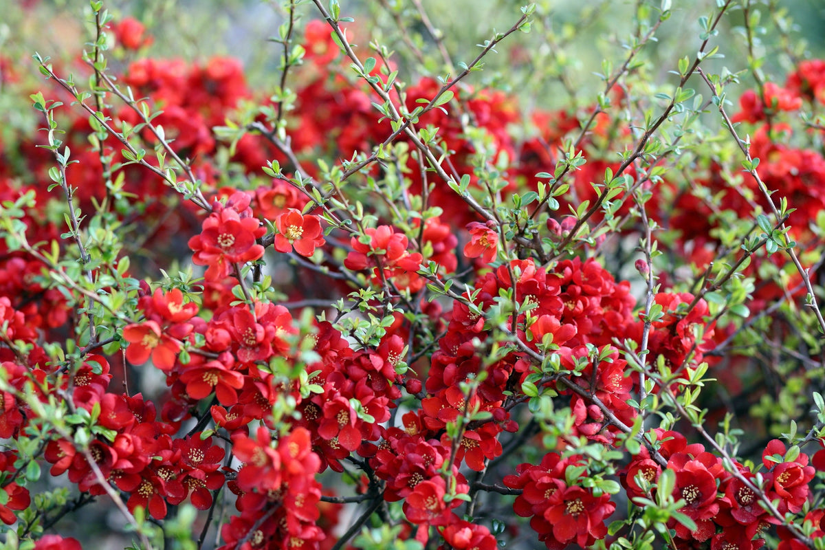 Red Flowering Dwarf Quince Seeds – Shrub Fruit Chaenomeles Japonica Scarlet – photo 13