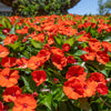 50 DWARF ORANGE IMPATIENS Walleriana Part Sun or Full Shade Flower Seeds