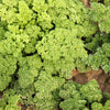 1000 MOSS CURLED PARSLEY Petroselinum Crispum Herb Vegetable Flower Seeds
