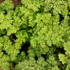 1000 MOSS CURLED PARSLEY Petroselinum Crispum Herb Vegetable Flower Seeds