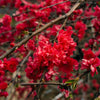 Red Flowering Dwarf Quince Seeds – Shrub Fruit Chaenomeles Japonica Scarlet – photo 12