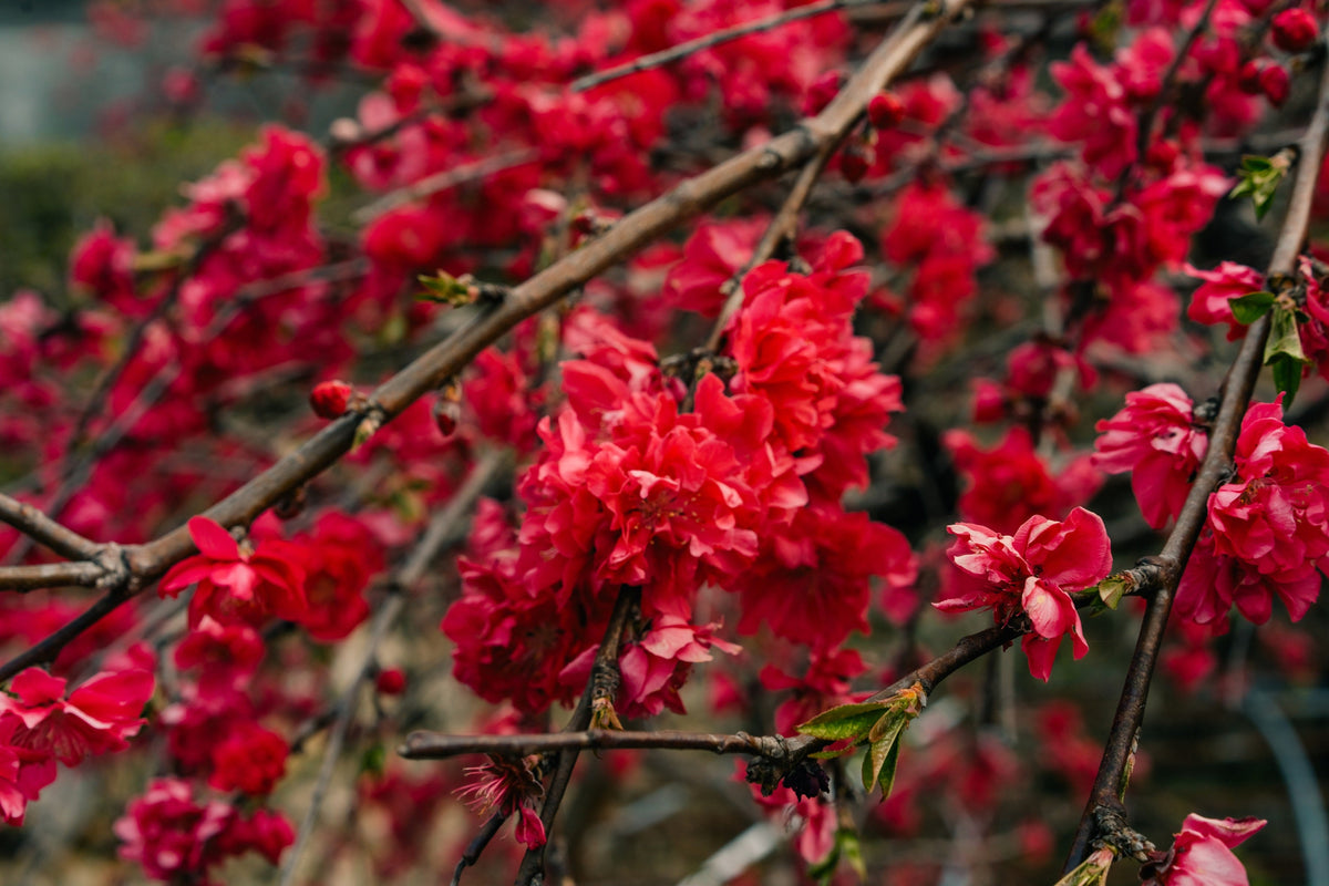 Red Flowering Dwarf Quince Seeds – Shrub Fruit Chaenomeles Japonica Scarlet – photo 12