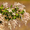 White Oceanspray Seeds – Shrub Creambush Mountain Spray Holodiscus Flower – photo 4
