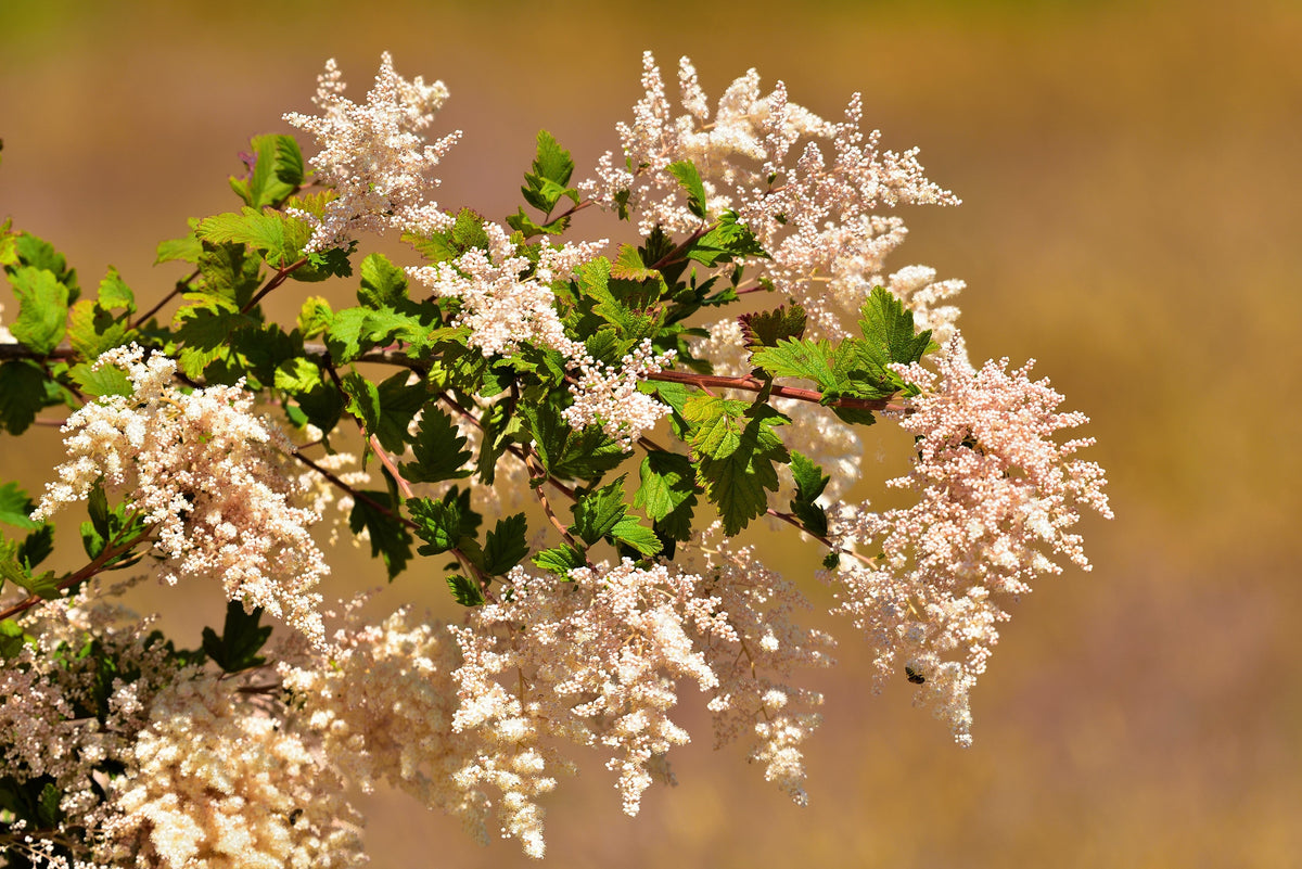 White Oceanspray Seeds – Shrub Creambush Mountain Spray Holodiscus Flower – photo 4