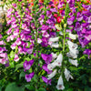 Foxglove Excelsior Mix Seeds – Digitalis Purpurea Mixed Colors Flower – photo 5