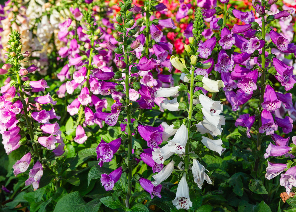 Foxglove Excelsior Mix Seeds – Digitalis Purpurea Mixed Colors Flower – photo 5