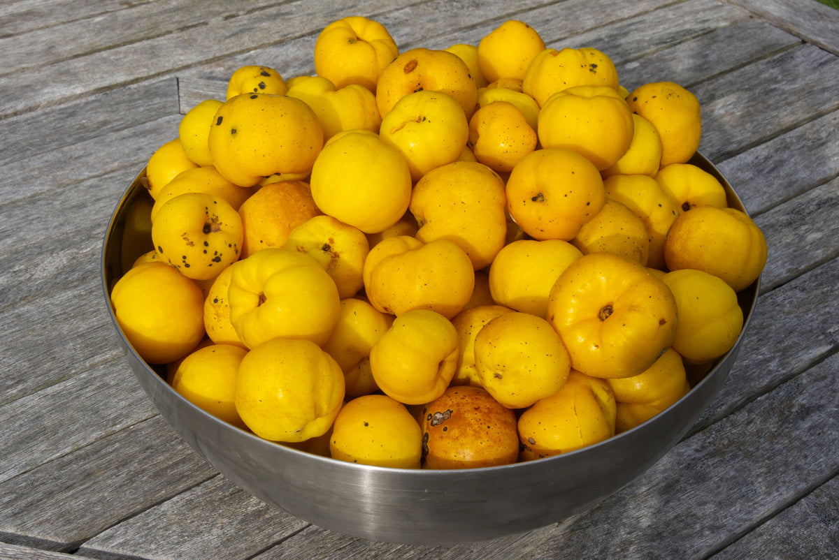 Red Flowering Dwarf Quince Seeds – Shrub Fruit Chaenomeles Japonica Scarlet – photo 5