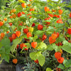 100 CHINESE LANTERN (Winter or Ground Cherry / Japanese Lantern) Physalis Alkekengi Flower Seeds