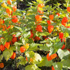 100 CHINESE LANTERN (Winter or Ground Cherry / Japanese Lantern) Physalis Alkekengi Flower Seeds
