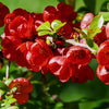 Red Flowering Dwarf Quince Seeds – Shrub Fruit Chaenomeles Japonica Scarlet – photo 14