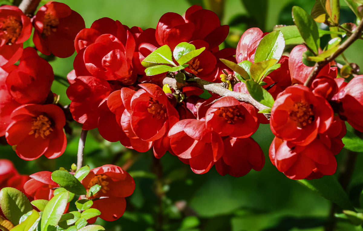 Red Flowering Dwarf Quince Seeds – Shrub Fruit Chaenomeles Japonica Scarlet – photo 14