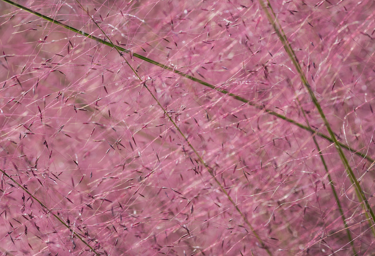 Purple Lovegrass Seeds – Eragrostis Spectabilis Native Love Grass Flower – photo 3