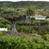 Dragon Tree Seeds – Dracaena Draco Canary Island Drago Blood Asparagus Yucca Evergreen Succulent Houseplant – photo 11