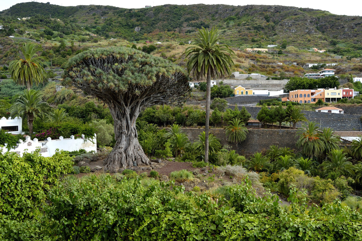 Dragon Tree Seeds – Dracaena Draco Canary Island Drago Blood Asparagus Yucca Evergreen Succulent Houseplant – photo 11