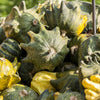 25 TEN COMMANDMENTS GOURD Mix Crown of Thorns Mixed Colors Cucurbita Pepo Seeds