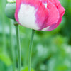 200 Organic AMPHORA POPPY Pink & White Papaver Somniferum Flower Seeds