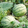 Dixie Queen Watermelon Seeds – White & Red Citrullus Lanatus Melon Fruit Vine – photo 2