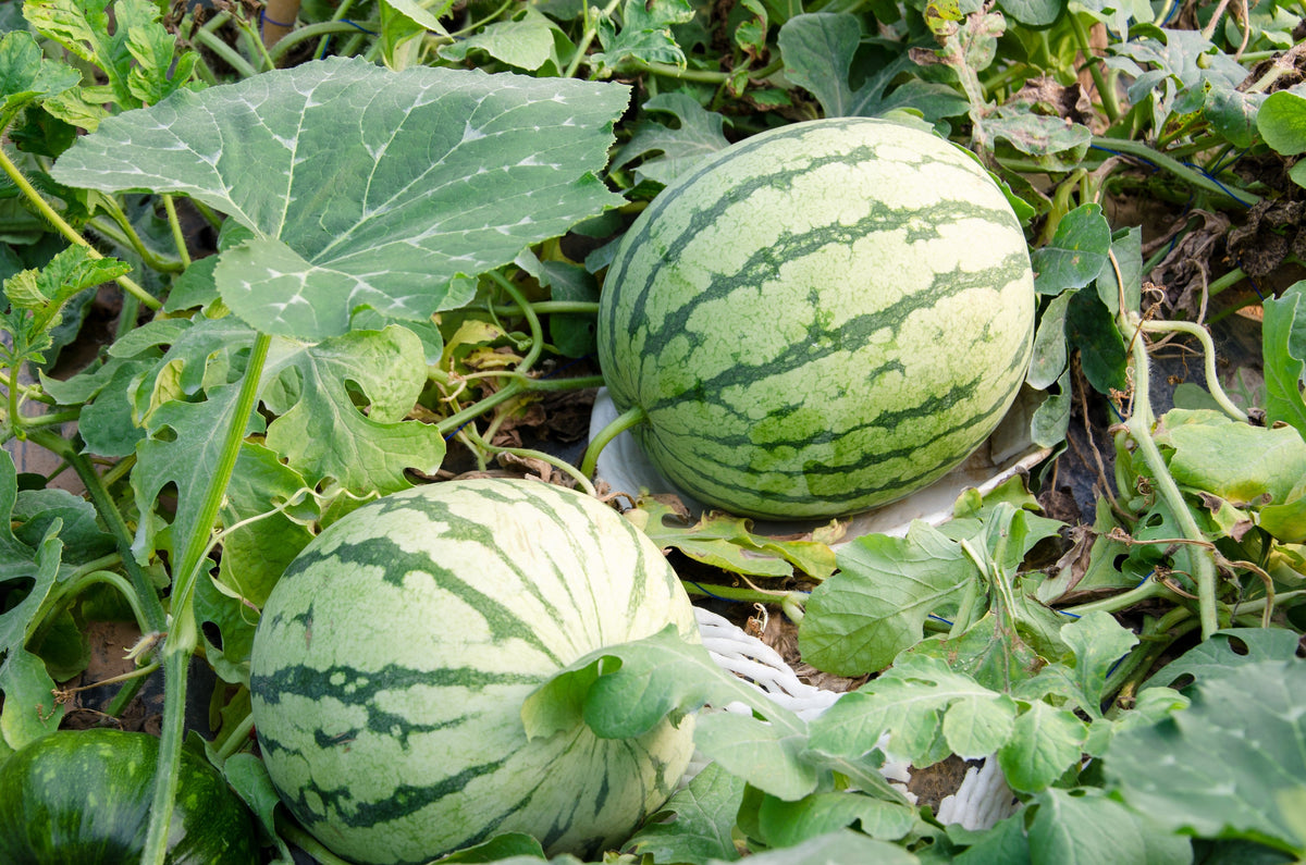 Dixie Queen Watermelon Seeds – White & Red Citrullus Lanatus Melon Fruit Vine – photo 2